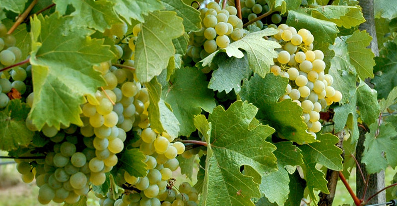 Wein aus Österreich - Weingut Rabl aus dem Kamptal