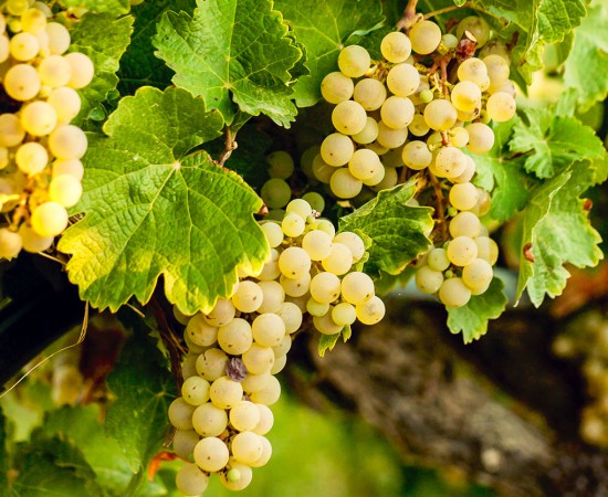 Wein aus Österreich - Weingut Rabl aus dem Kamptal